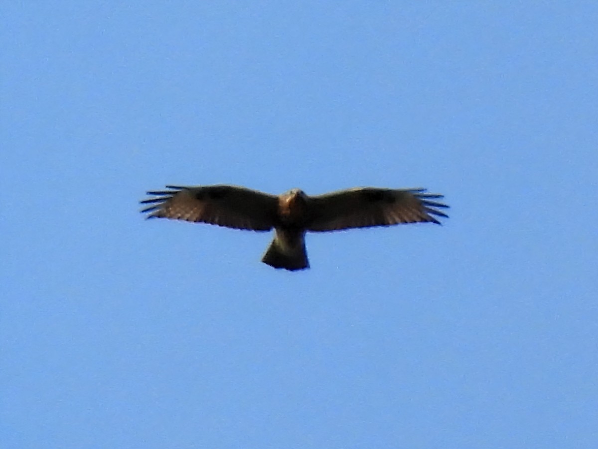 Eastern Buzzard - ML643473564