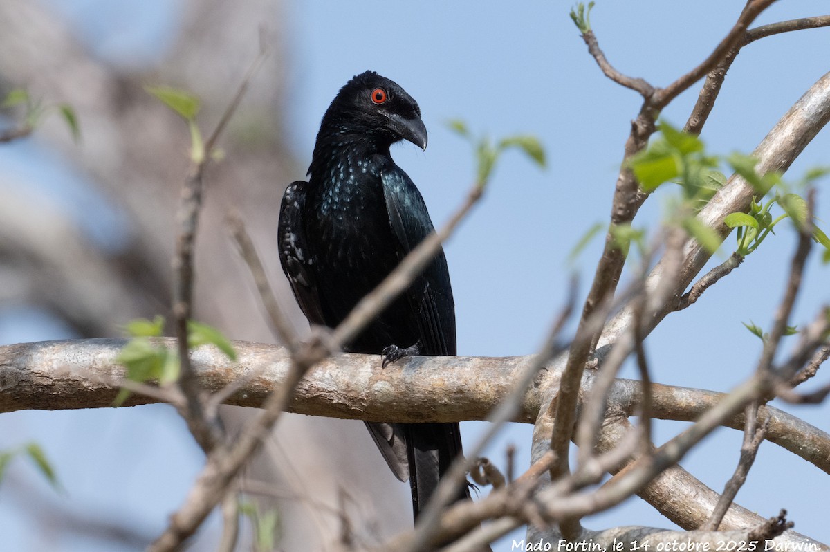 Spangled Drongo - ML643473565