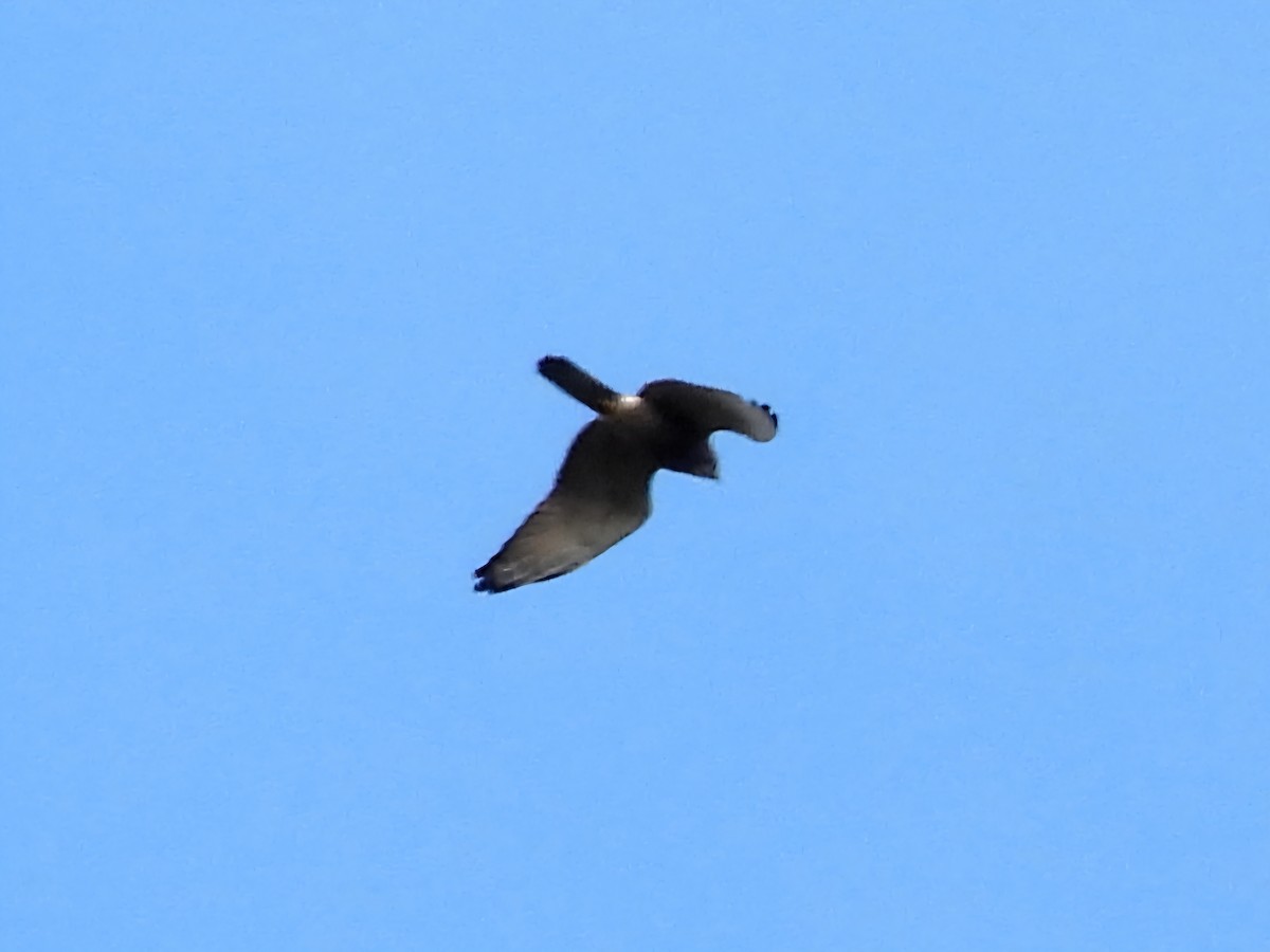 Gray-faced Buzzard - ML643473566