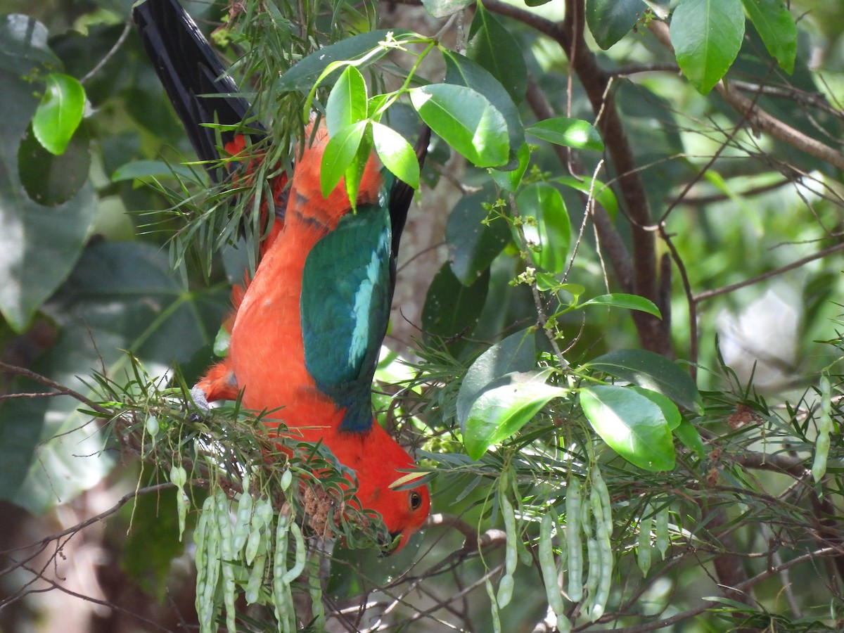 Australian King-Parrot - ML643473580