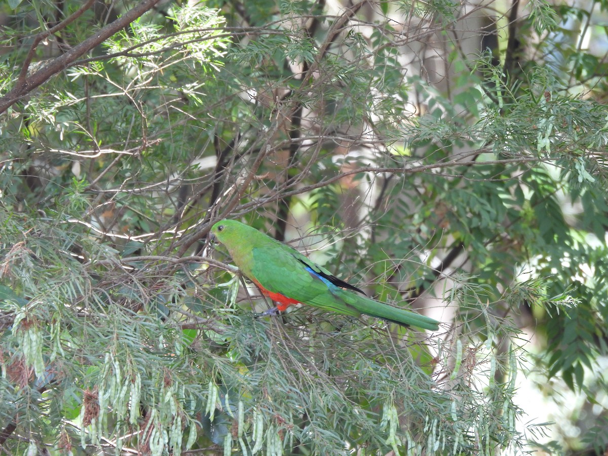 Australian King-Parrot - ML643473581