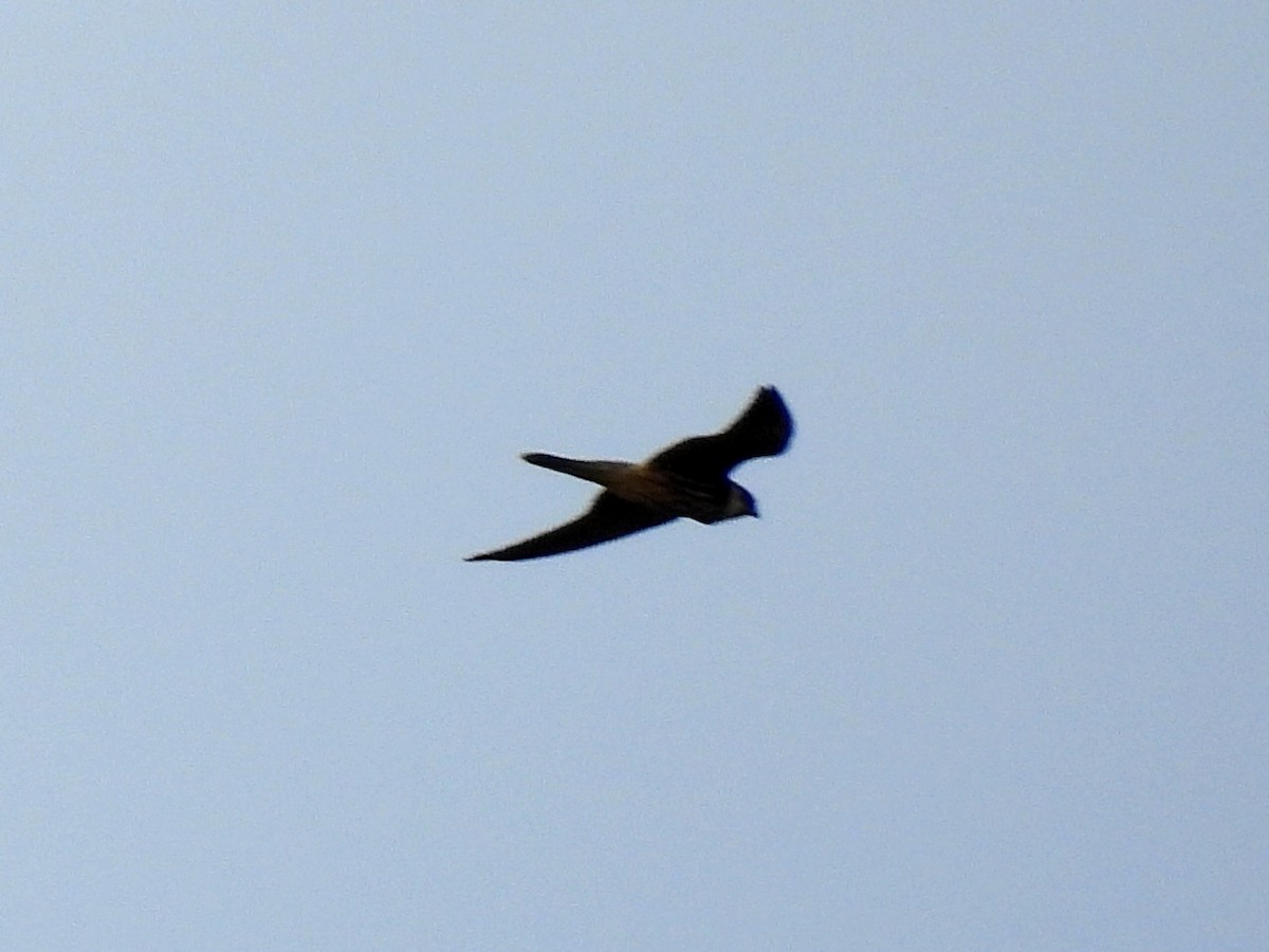 Eurasian Hobby - ML643473582