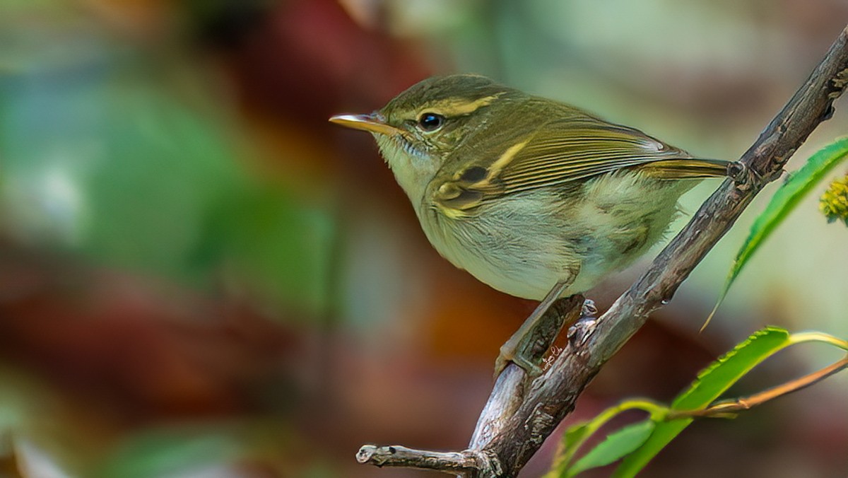 Greenish Warbler - ML643473588