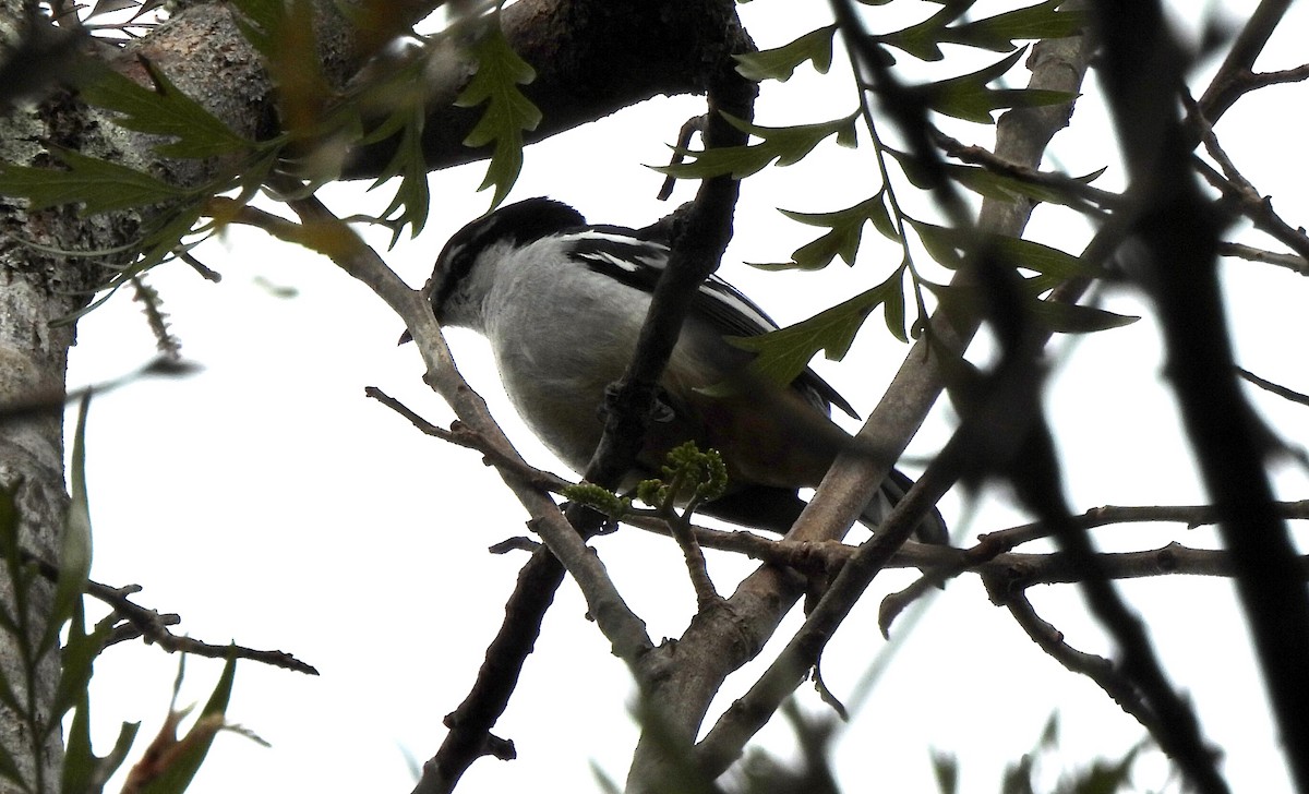 Varied Triller - ML643473589