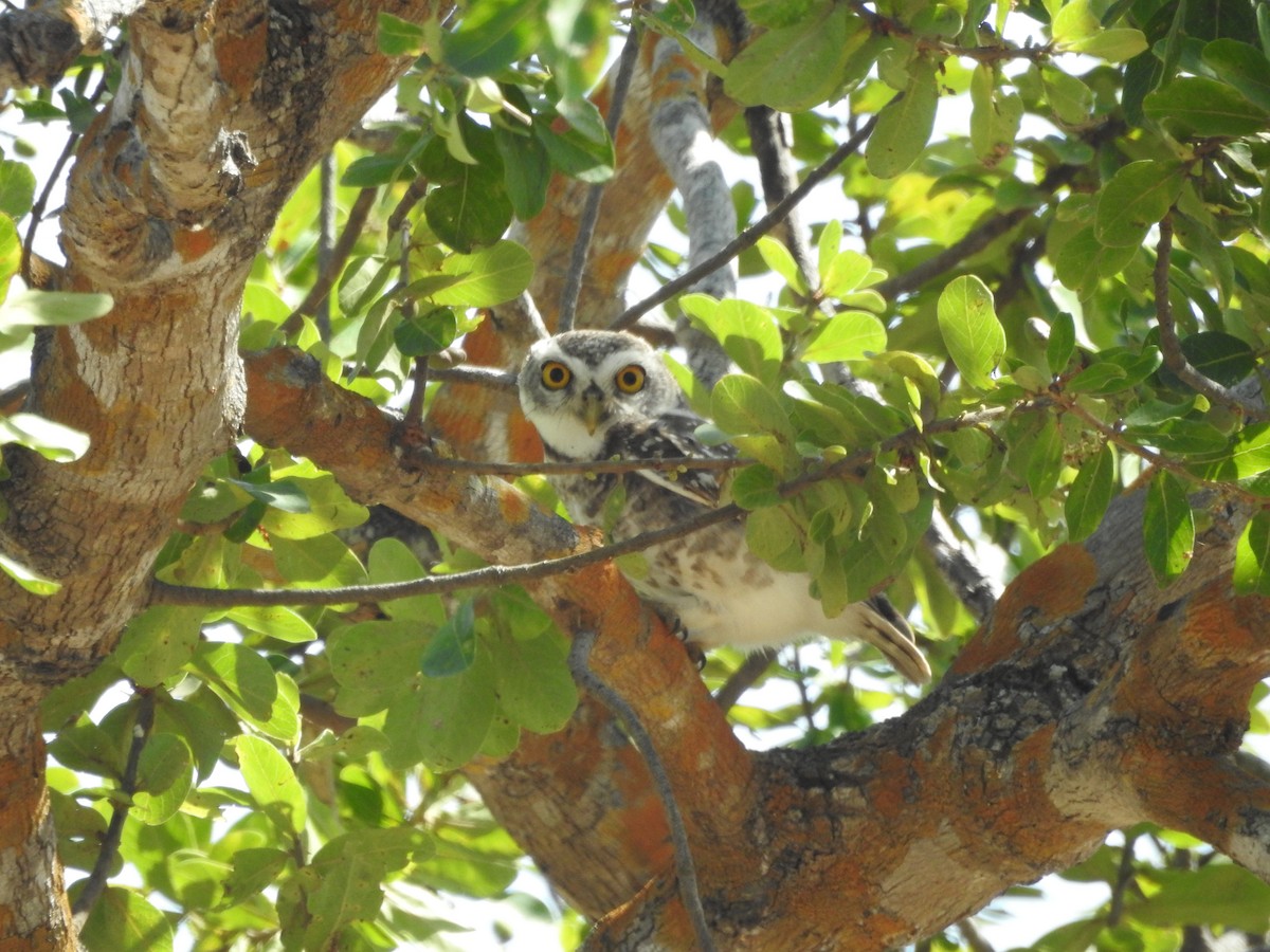 Spotted Owlet - ML643473594