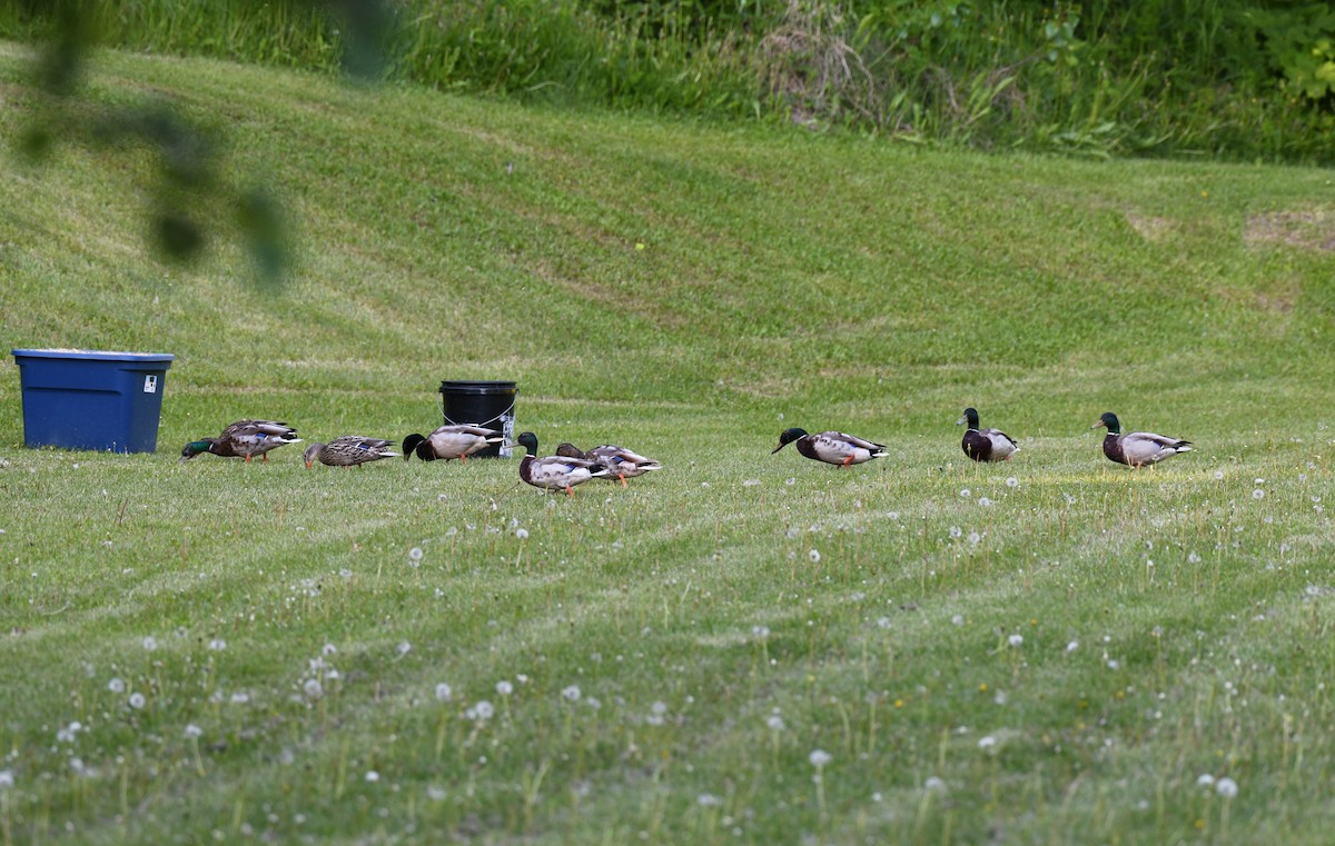 Mallard - ML643473603