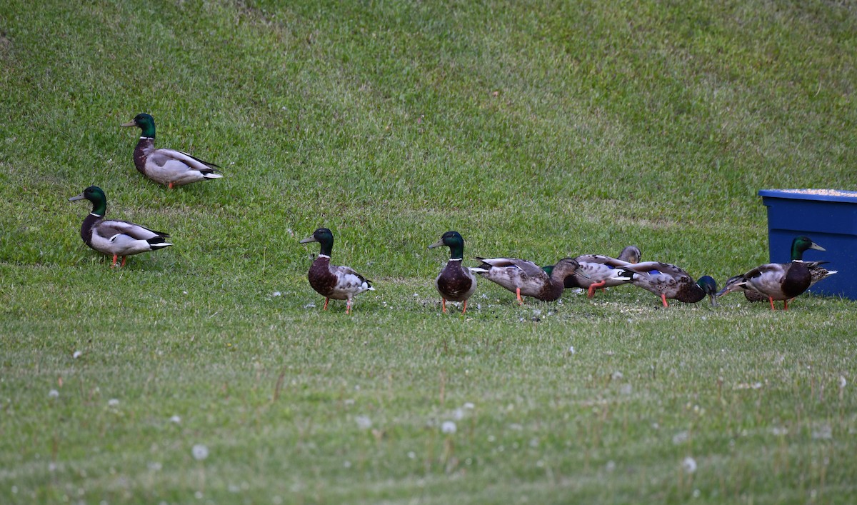 Mallard - ML643473604