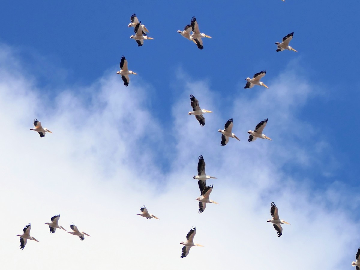 Great White Pelican - ML643473610