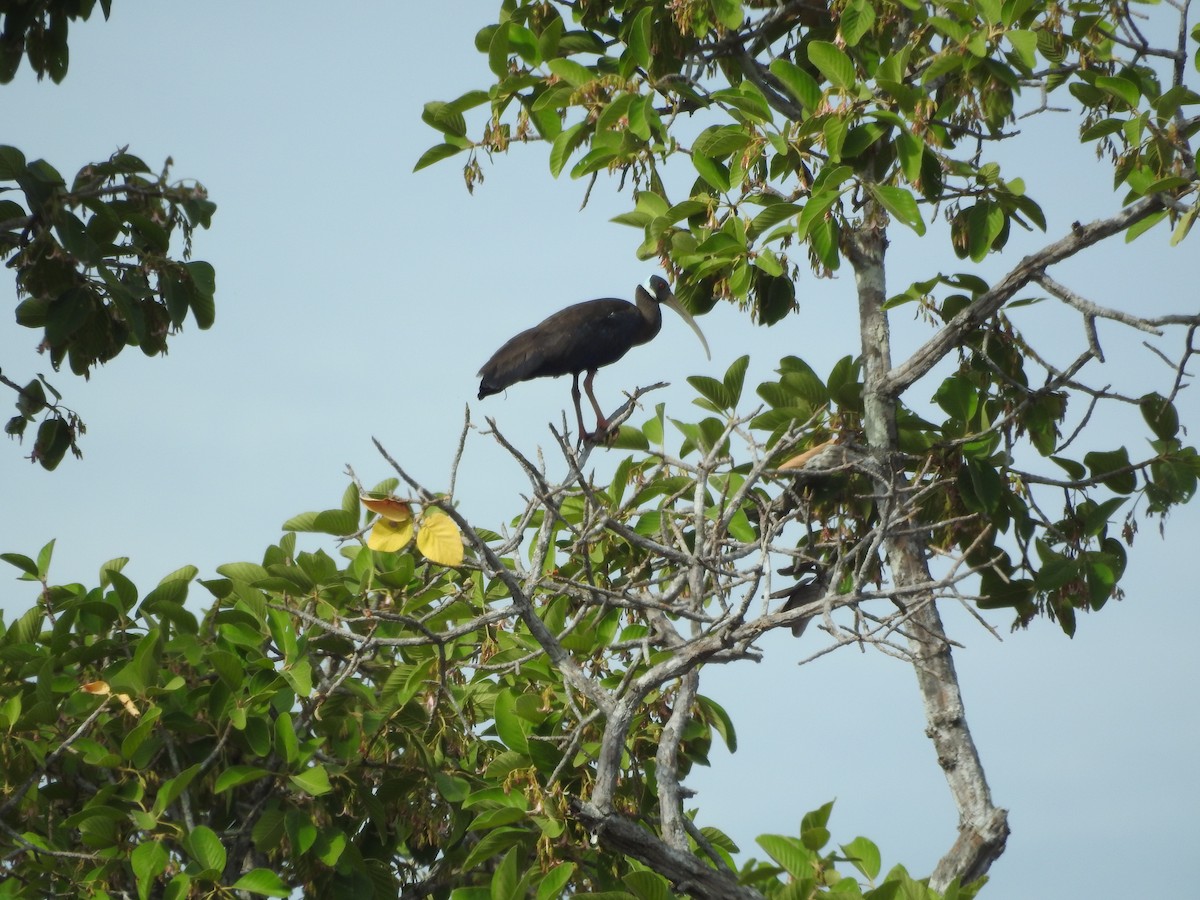 White-shouldered Ibis - ML643473669