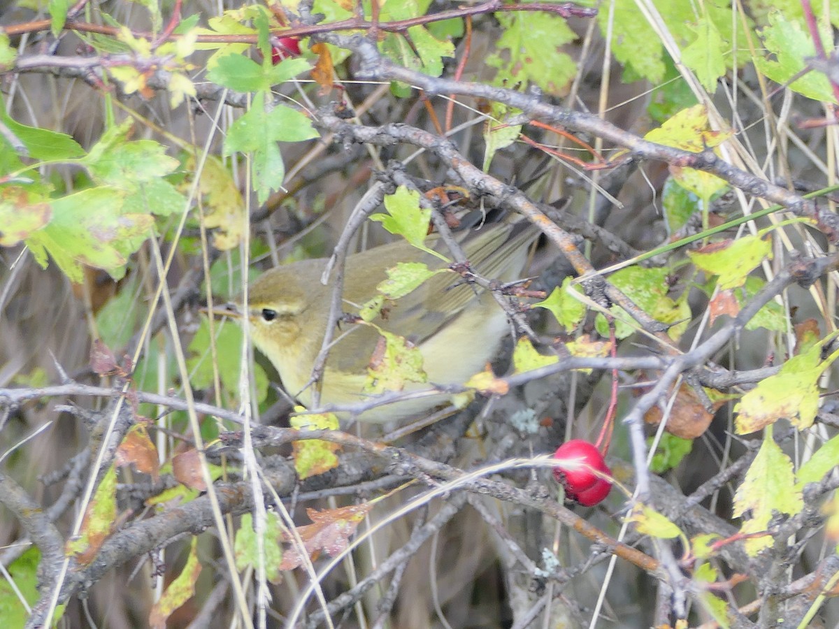 Willow Warbler - Anett Oehmig