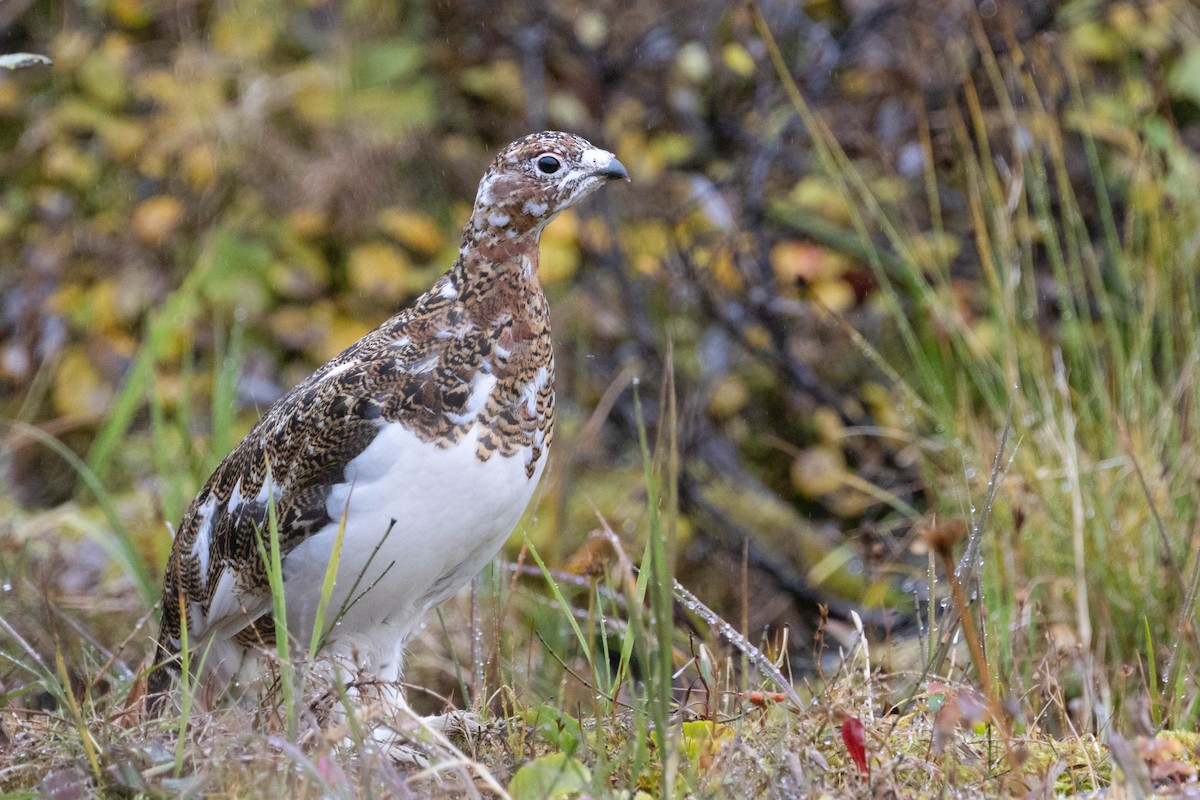 Willow Ptarmigan (Willow) - ML643473671