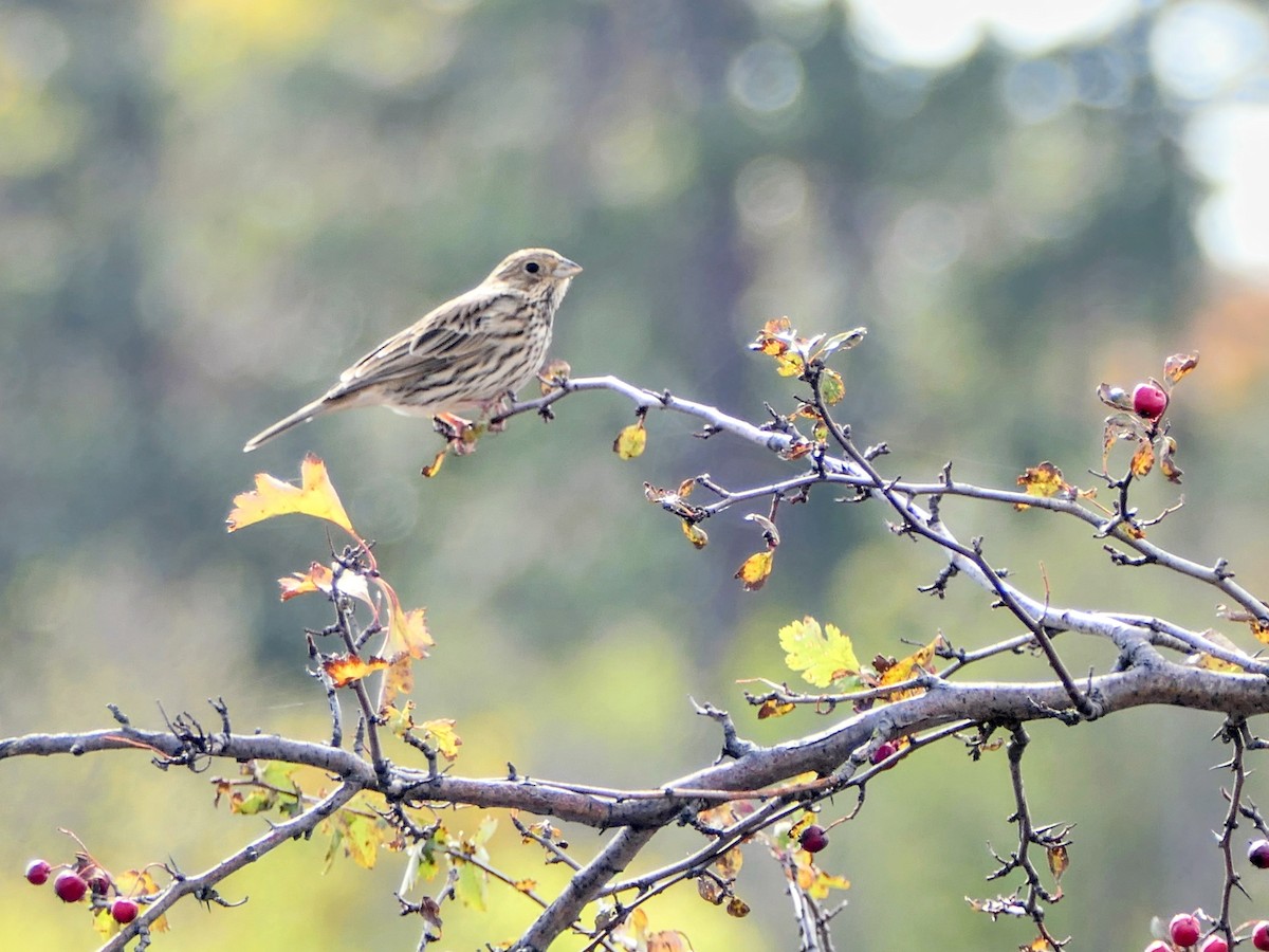 Corn Bunting - ML643473675