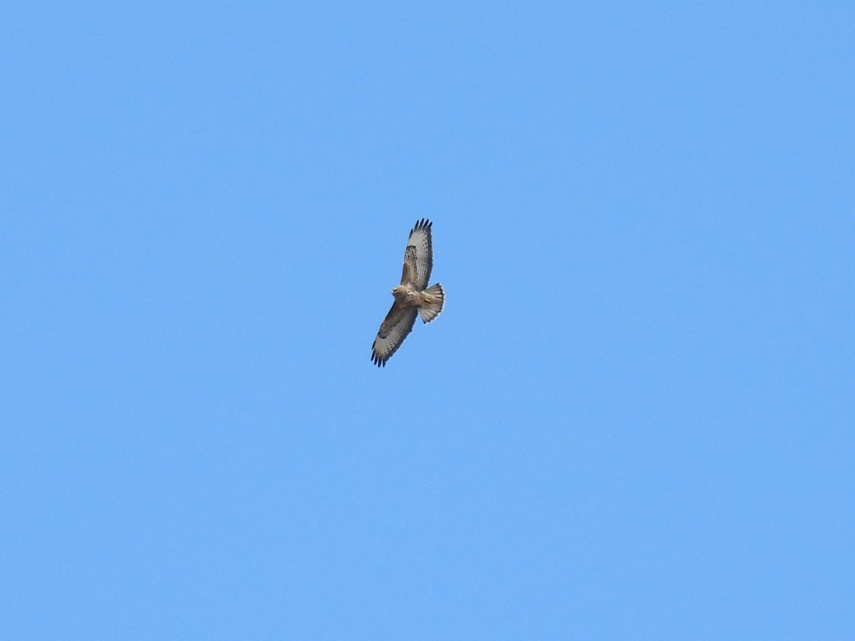 Common Buzzard - ML643473682
