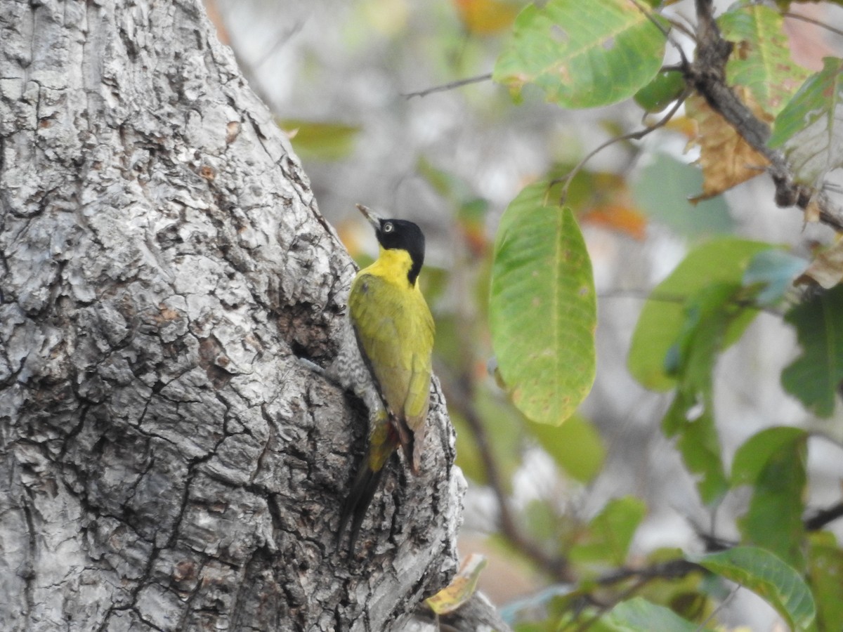 Black-headed Woodpecker - ML643473692