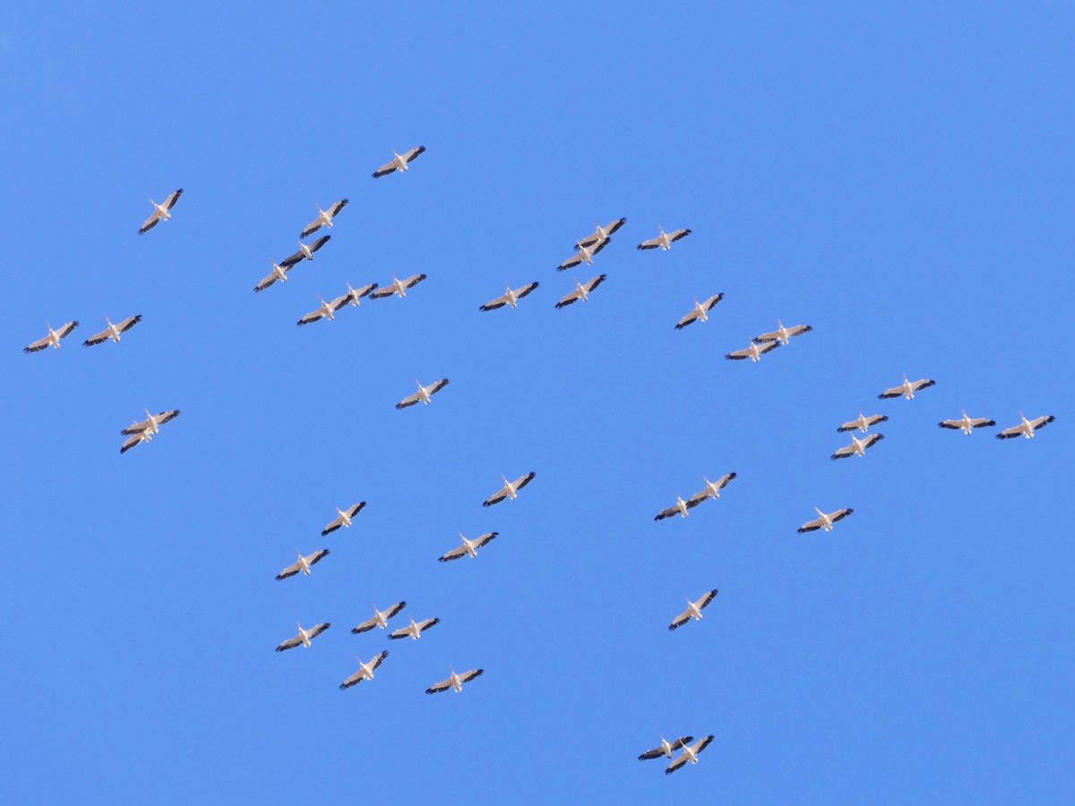 Great White Pelican - ML643473699