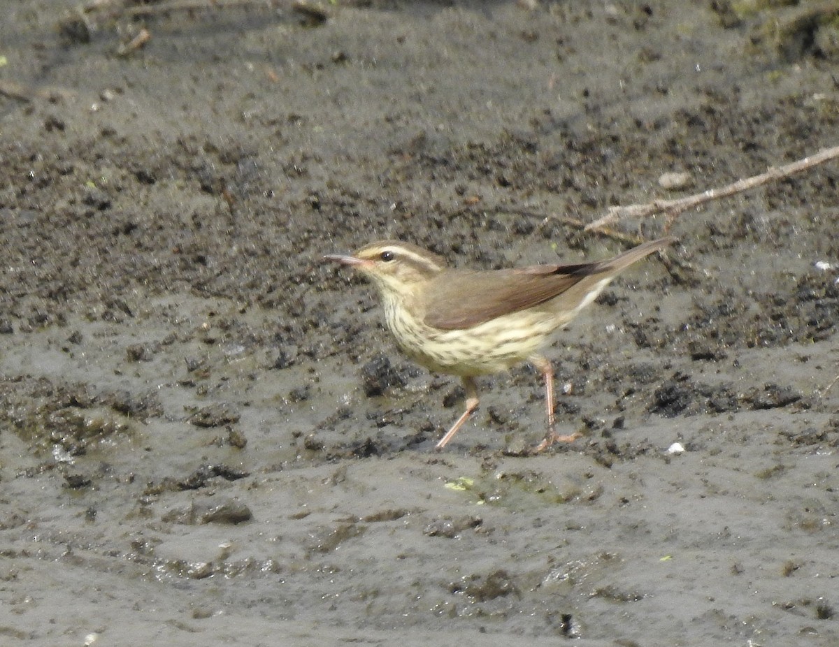 Northern Waterthrush - ML643473727