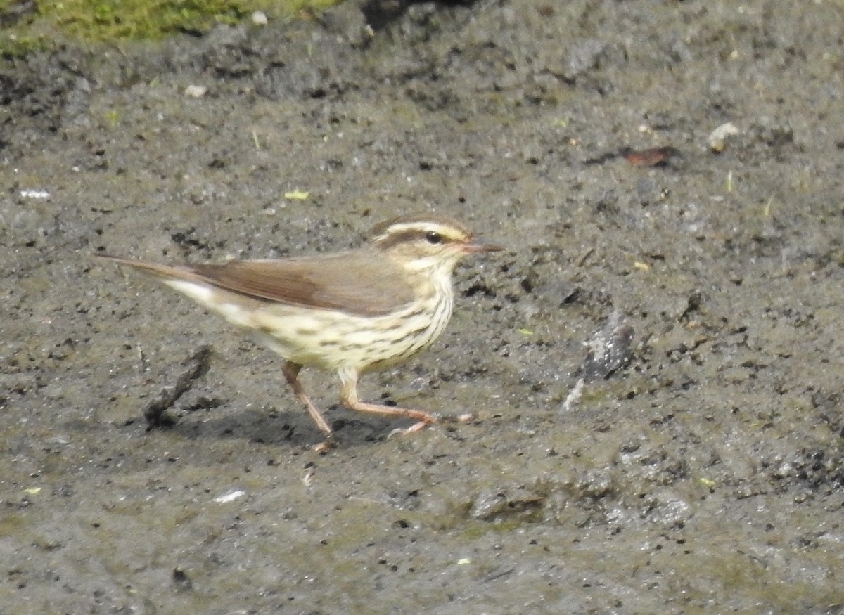 Northern Waterthrush - ML643473728