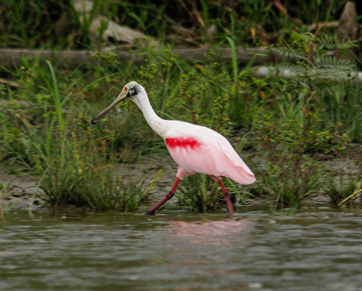 Roseate Spoonbill - ML643473731