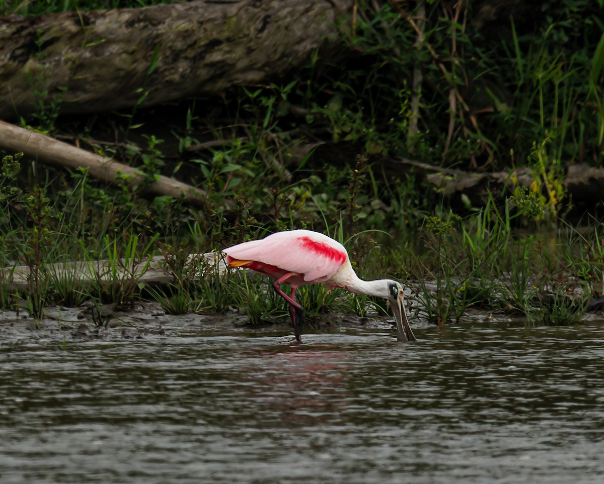 Roseate Spoonbill - ML643473732
