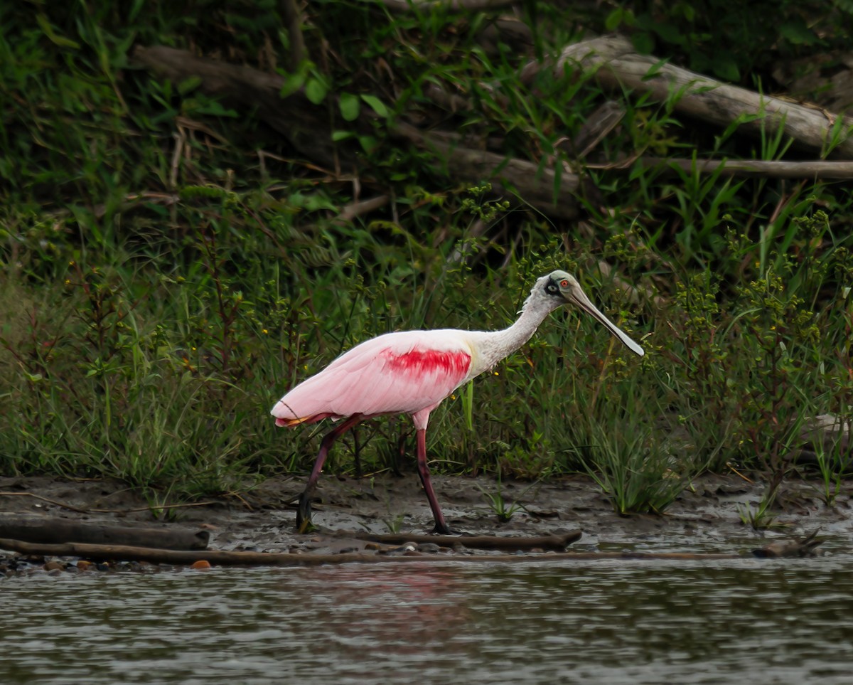 Roseate Spoonbill - ML643473733