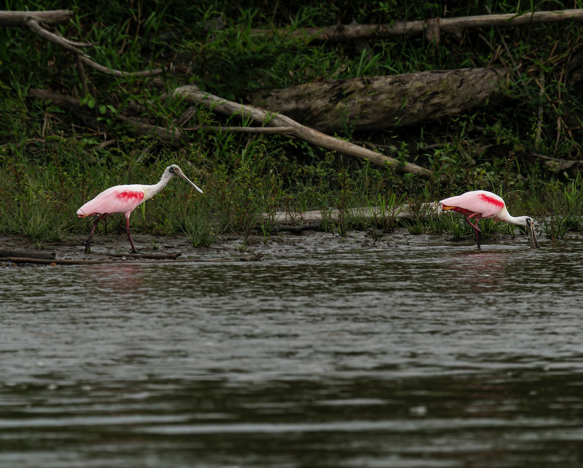 Roseate Spoonbill - ML643473734
