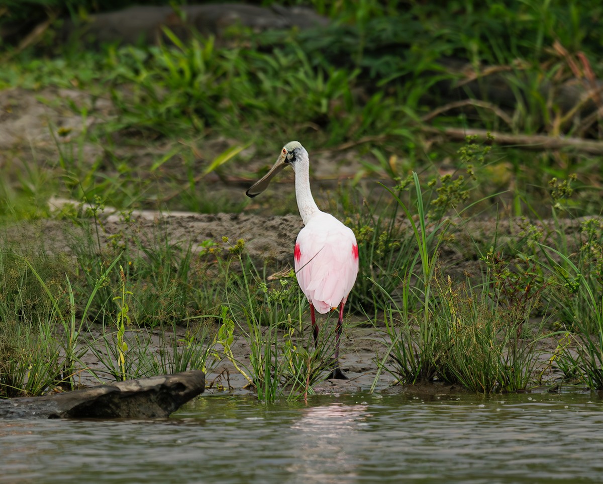 Roseate Spoonbill - ML643473735