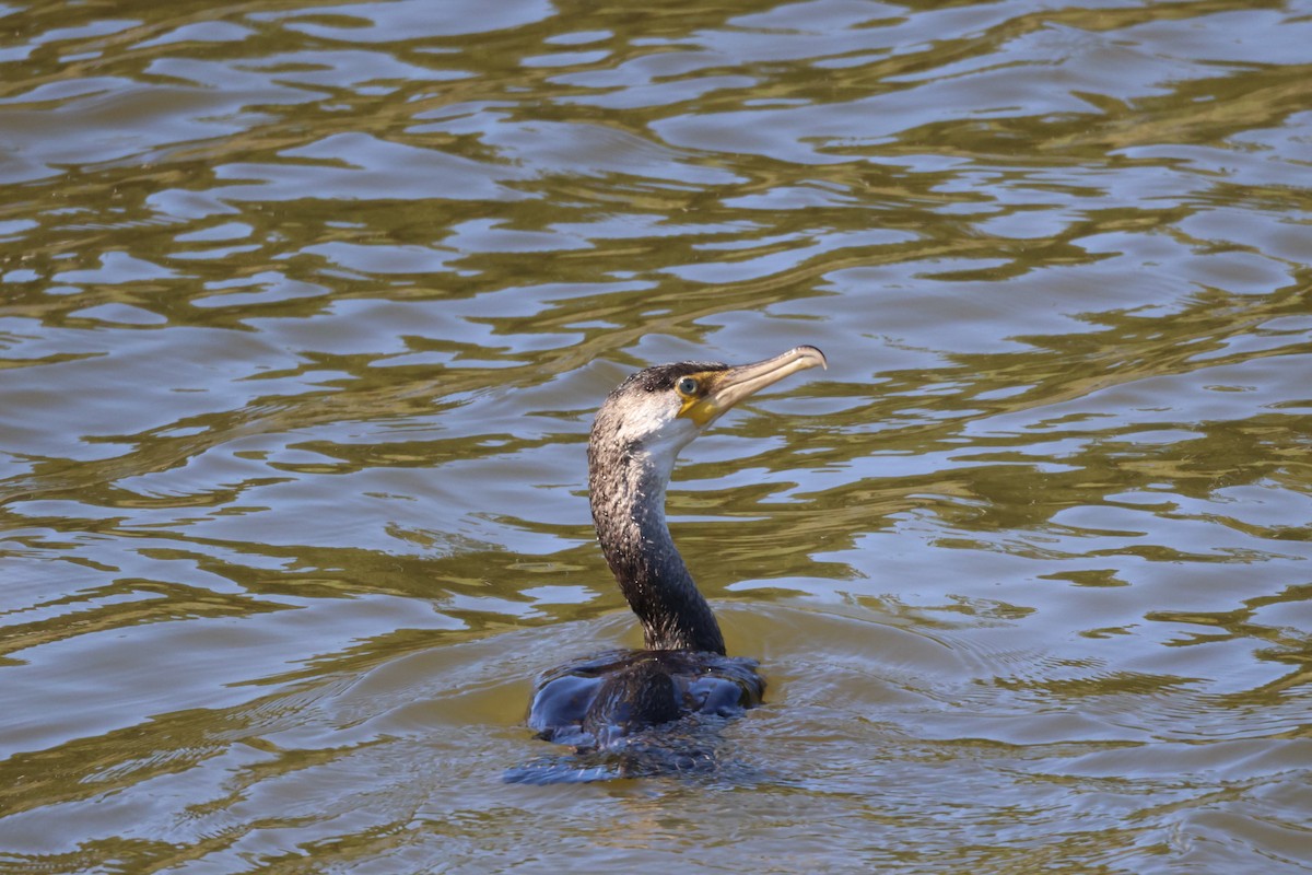 Japanese Cormorant - ML643473737