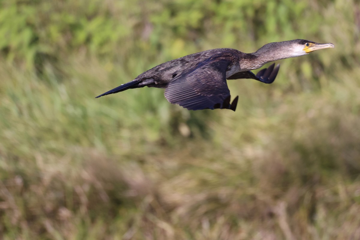 Japanese Cormorant - ML643473738