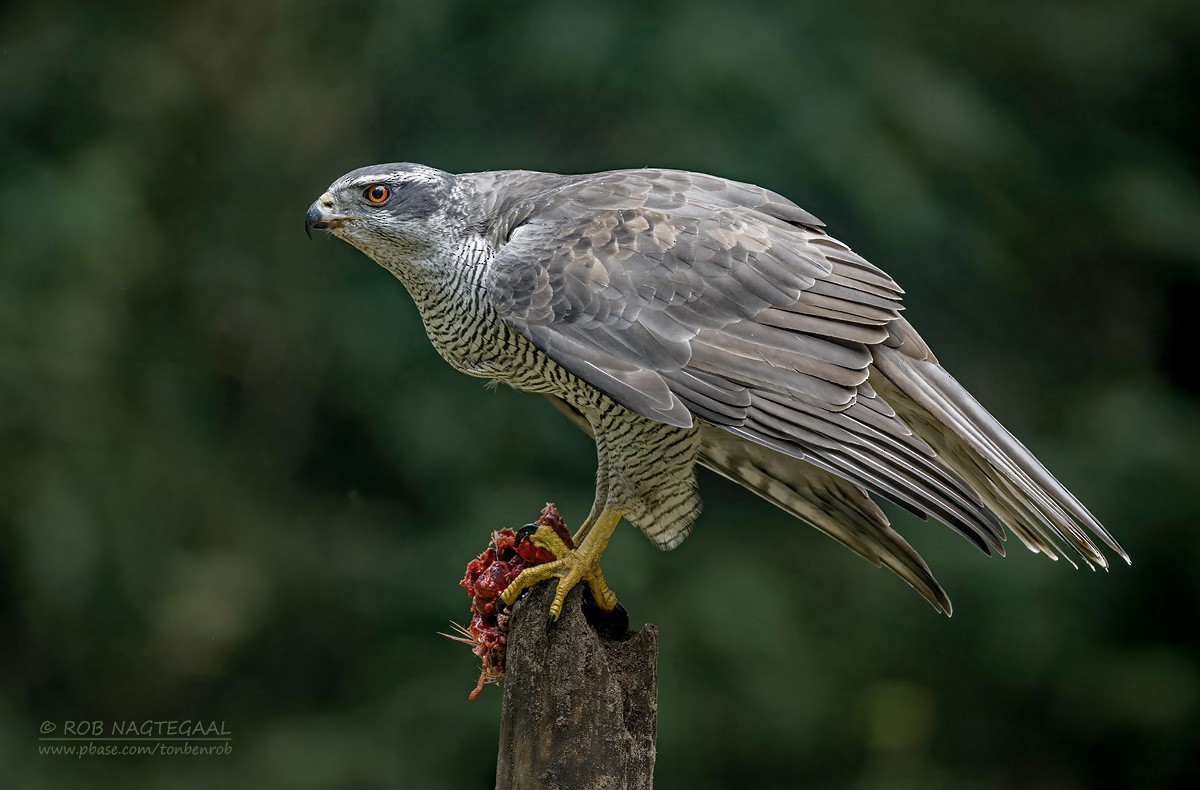 Eurasian Goshawk - ML643473771