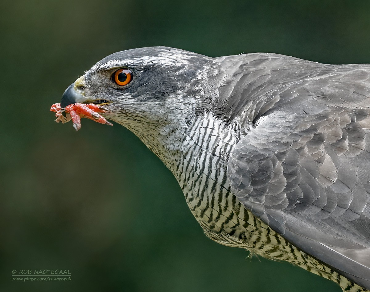 Eurasian Goshawk - ML643473772