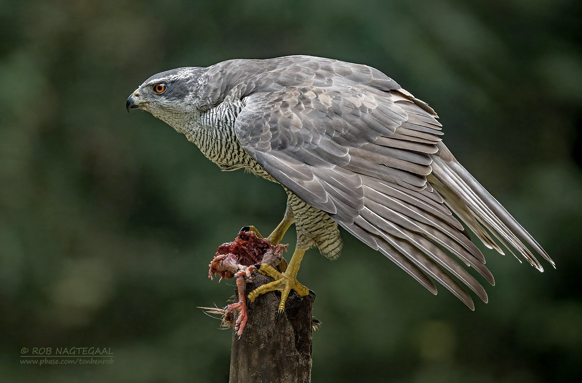Eurasian Goshawk - ML643473773