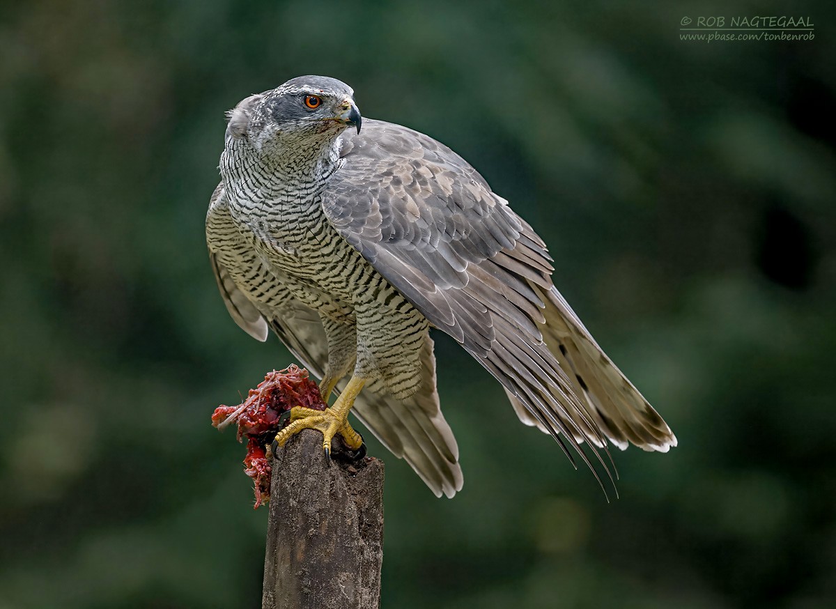 Eurasian Goshawk - ML643473774