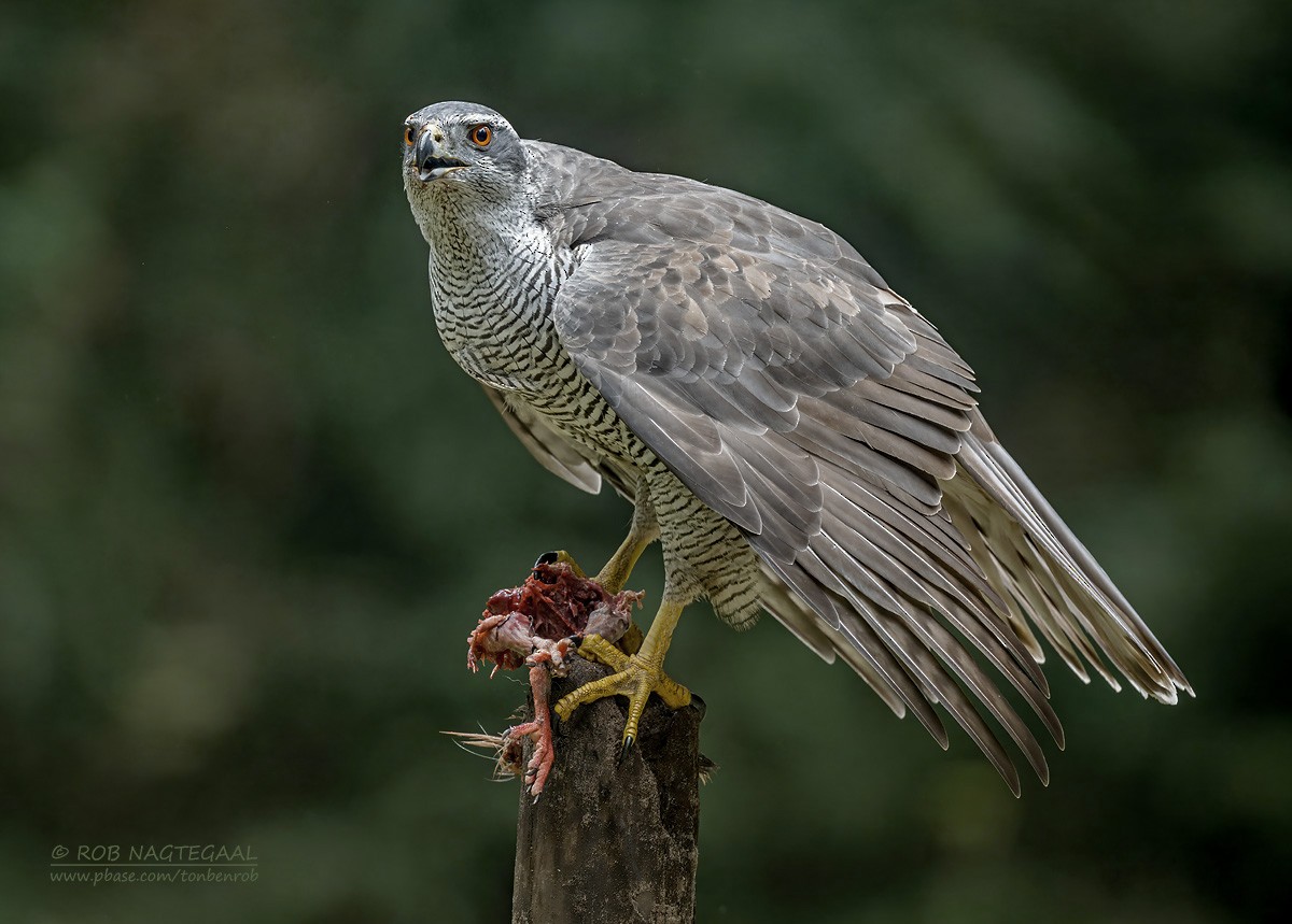 Eurasian Goshawk - ML643473775
