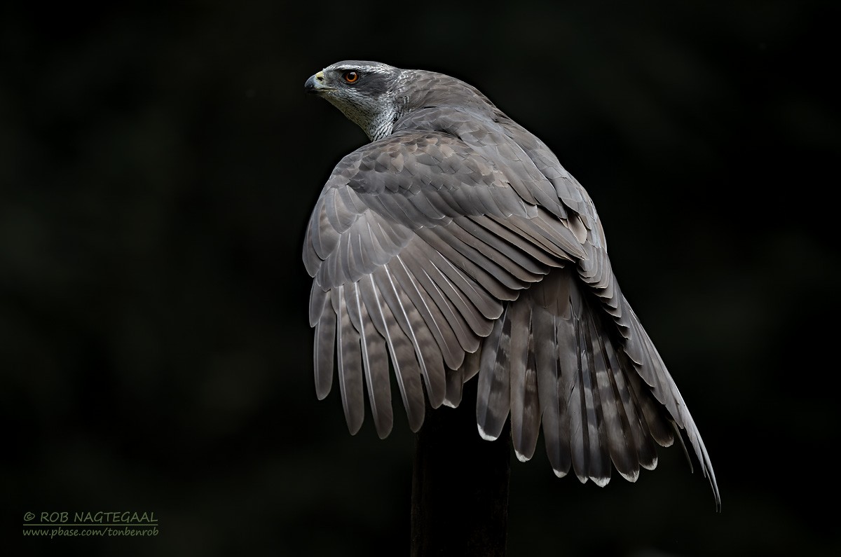 Eurasian Goshawk - ML643473776