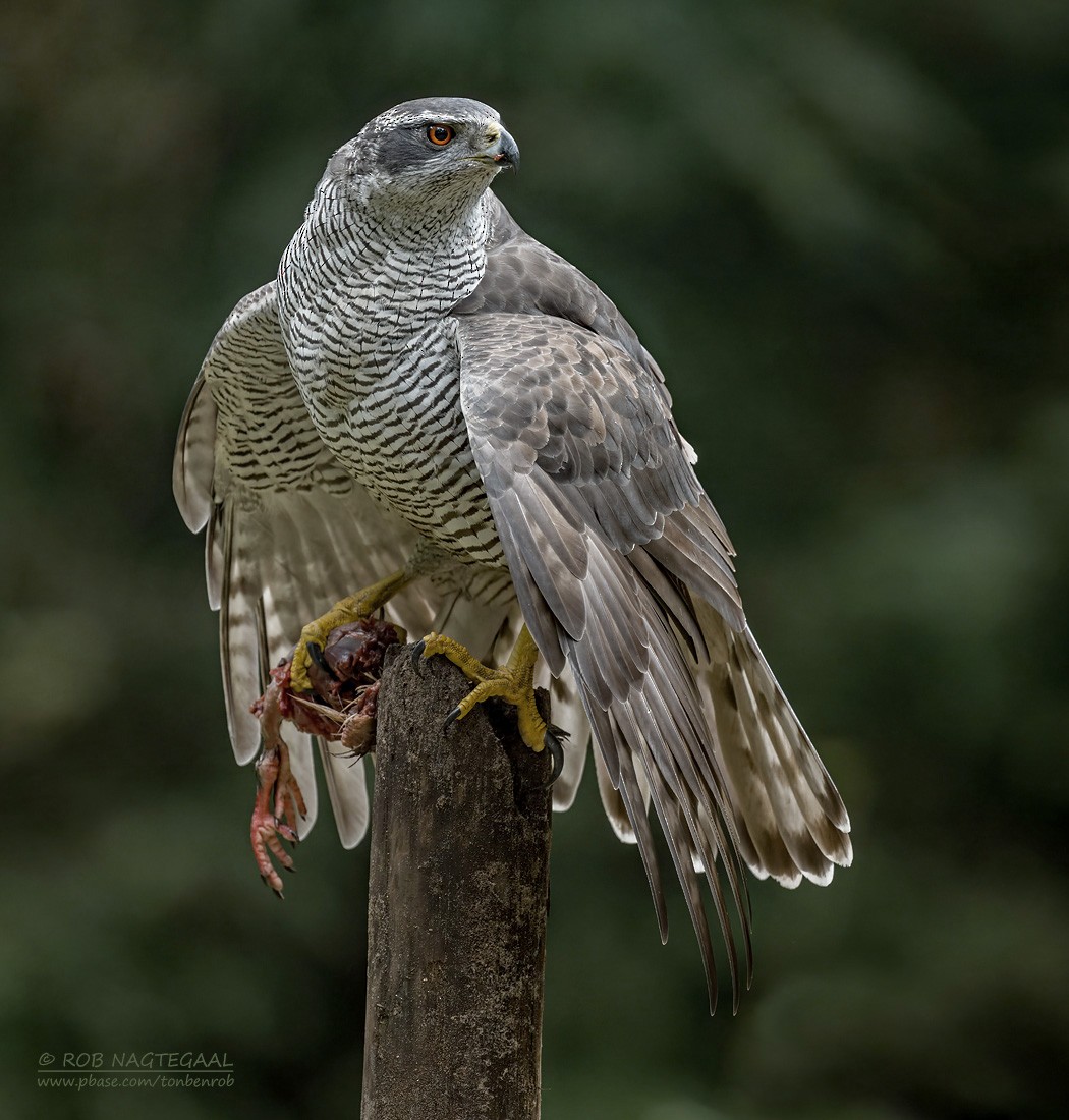 Eurasian Goshawk - ML643473778