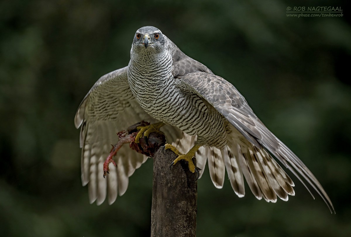 Eurasian Goshawk - ML643473779