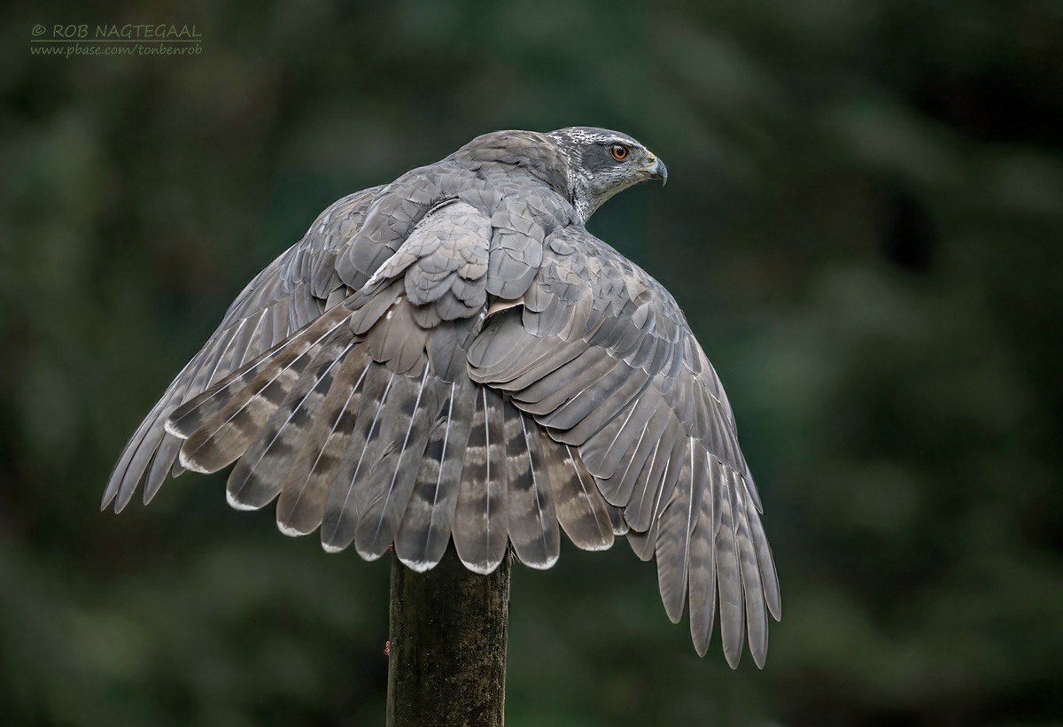 Eurasian Goshawk - ML643473780