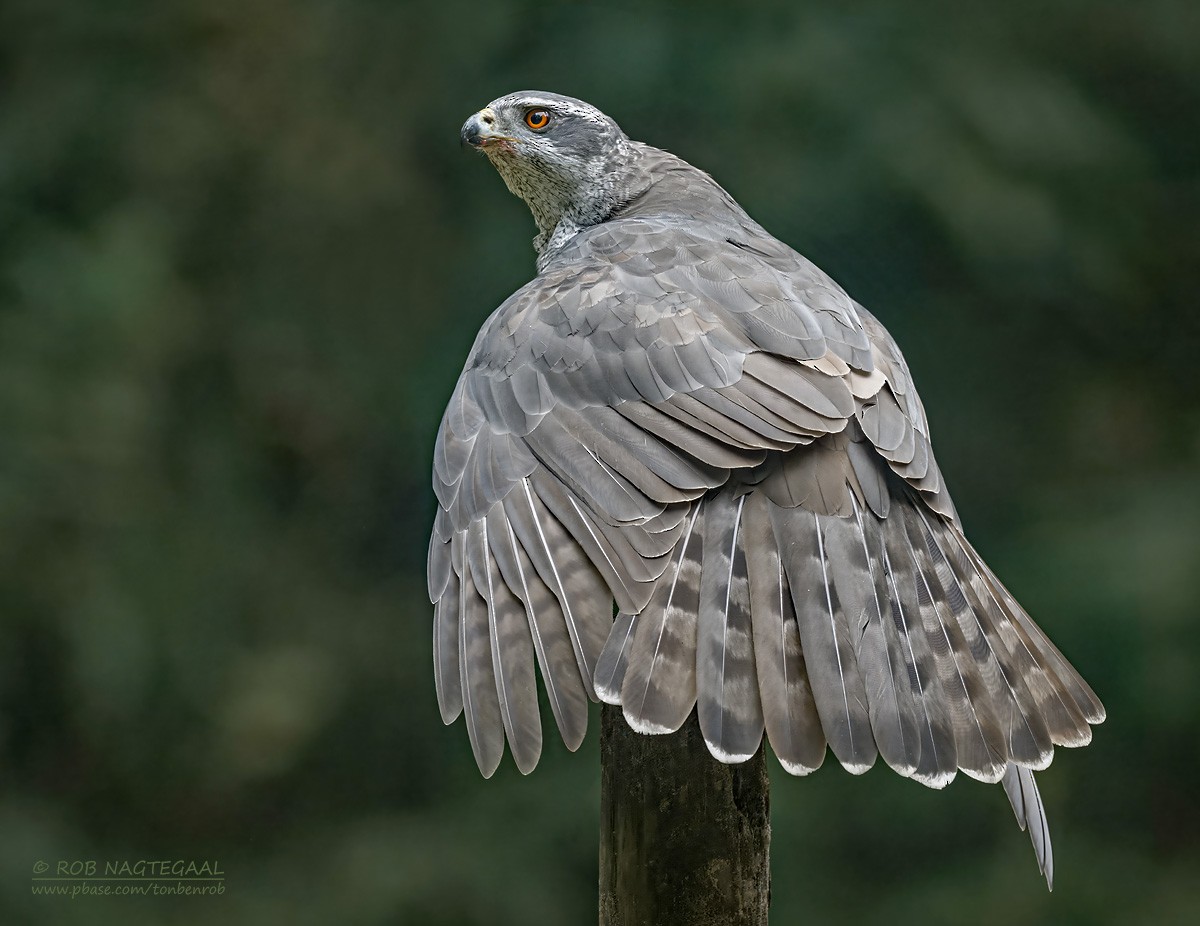 Eurasian Goshawk - ML643473781