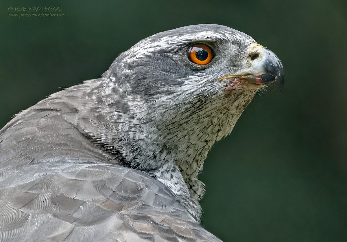 Eurasian Goshawk - ML643473782
