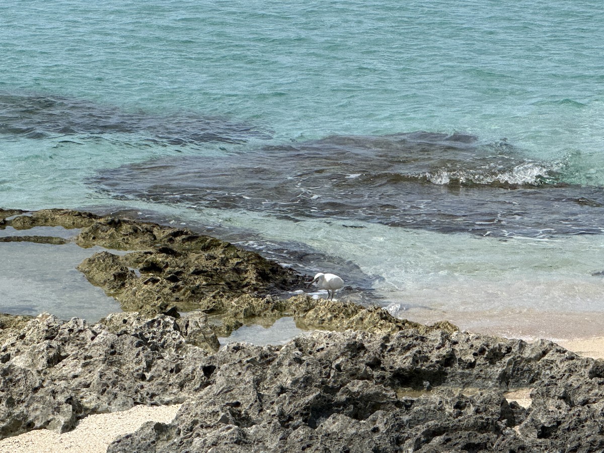 Pacific Reef-Heron - ML643473805