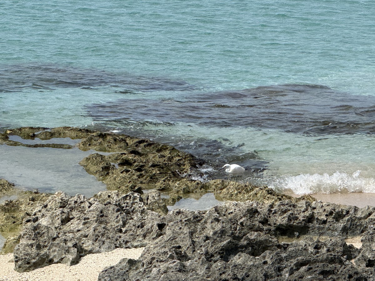 Pacific Reef-Heron - ML643473806