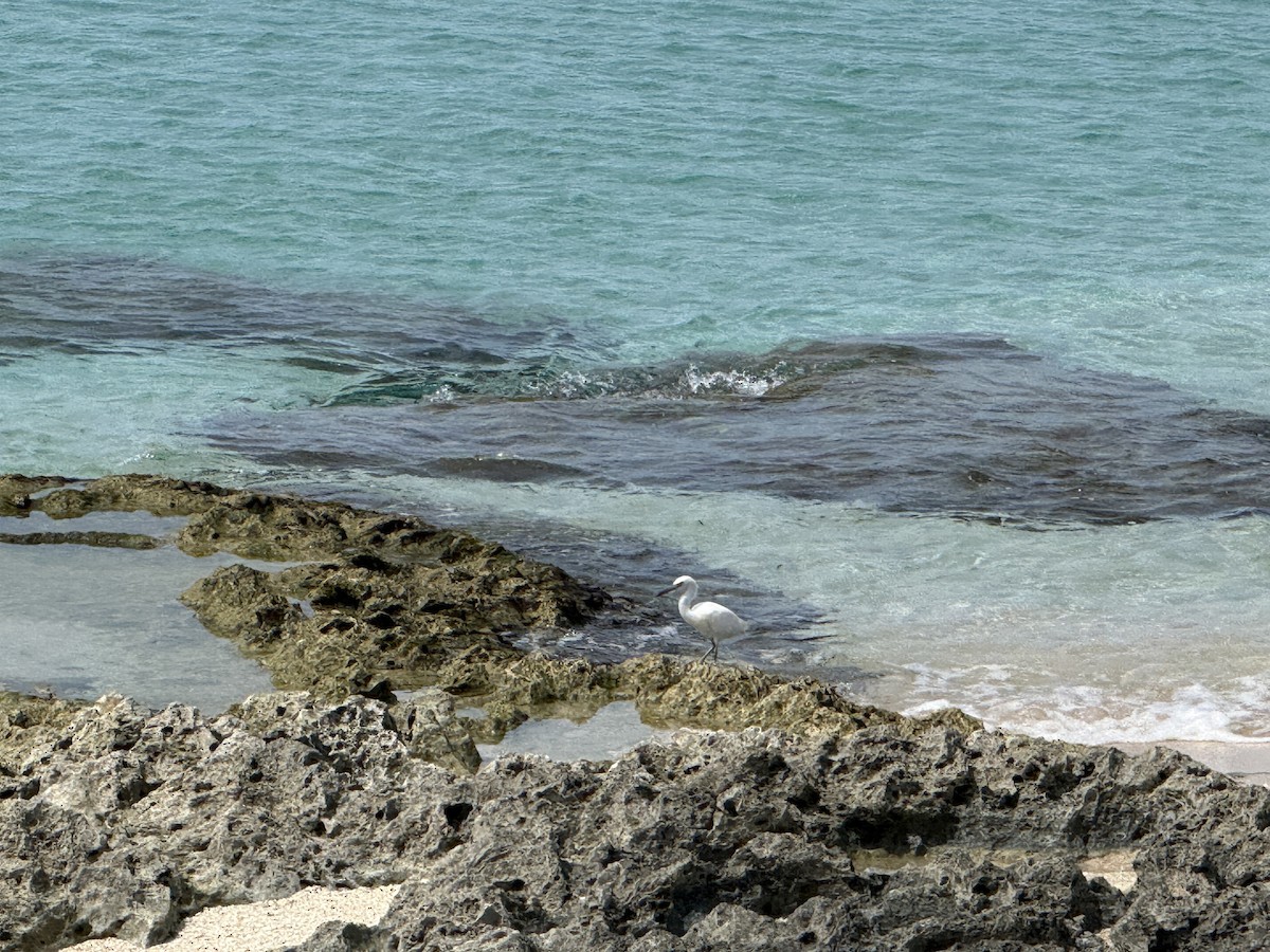 Pacific Reef-Heron - ML643473807