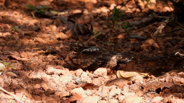 Blackish Nightjar - ML643473824