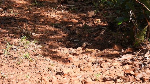 Blackish Nightjar - ML643473825