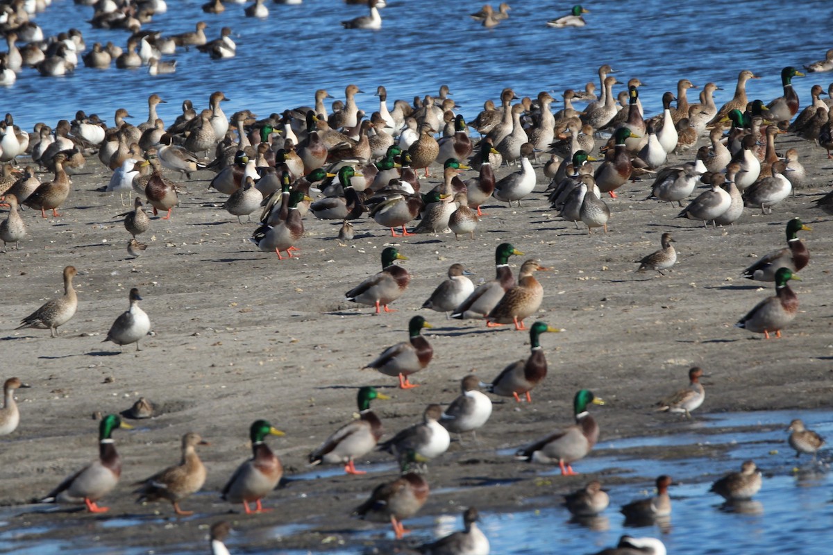 Mallard - ML643473826