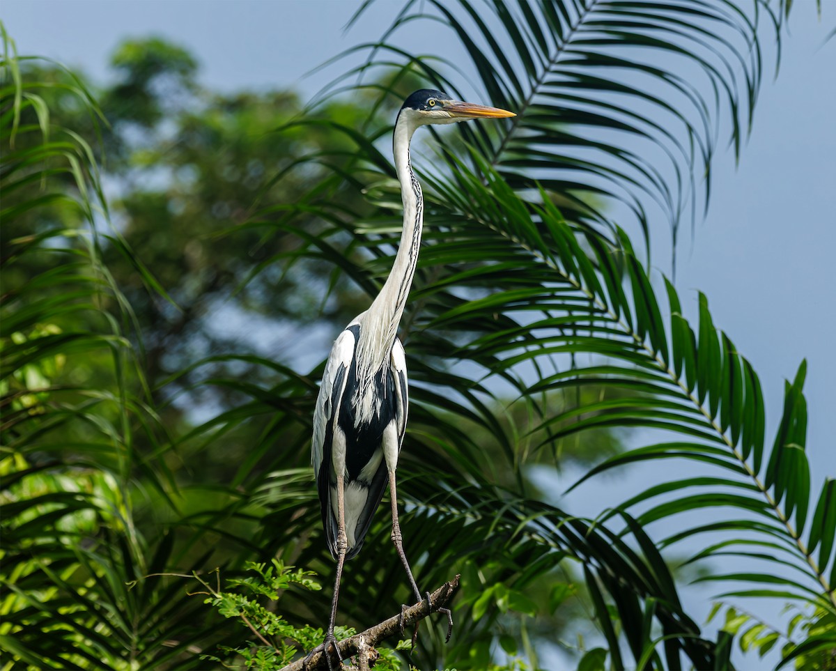 Cocoi Heron - ML643473878