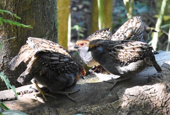 Spot-winged Wood-Quail - ML643473882