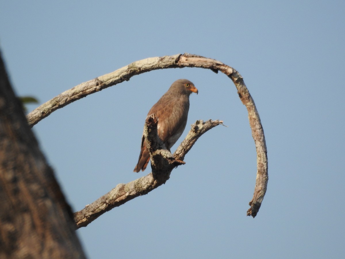 Rufous-winged Buzzard - ML643473888