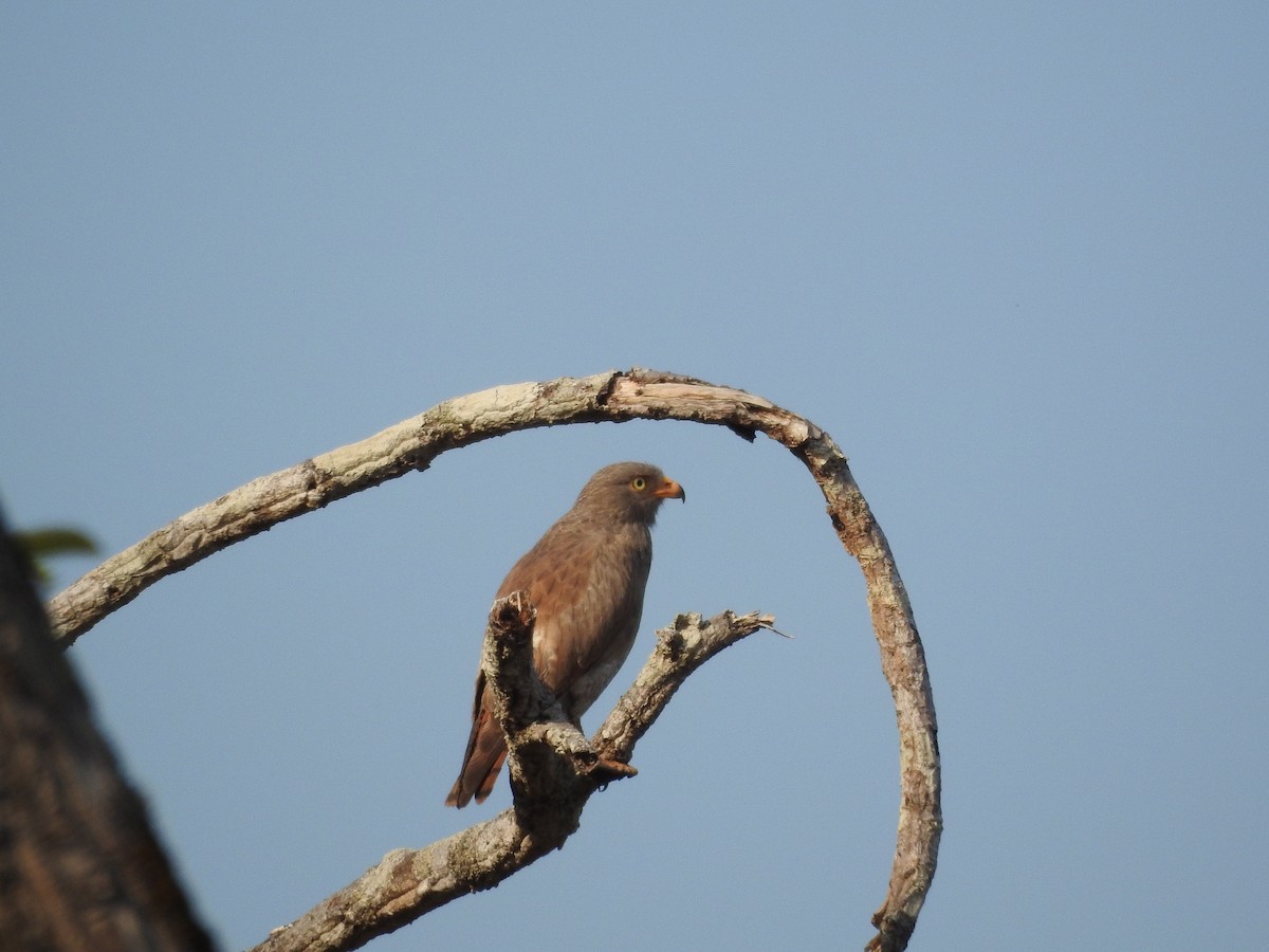 Rufous-winged Buzzard - ML643473889
