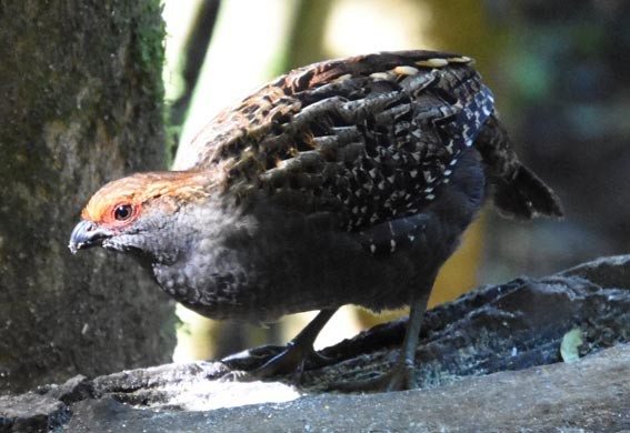 Spot-winged Wood-Quail - ML643473893
